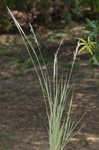 Silver beardgrass